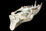 Fossil Hyaenodon Skull - South Dakota #131362-14